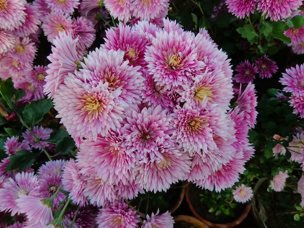 schöne rosa Chrysantheme Blumen Draufsicht