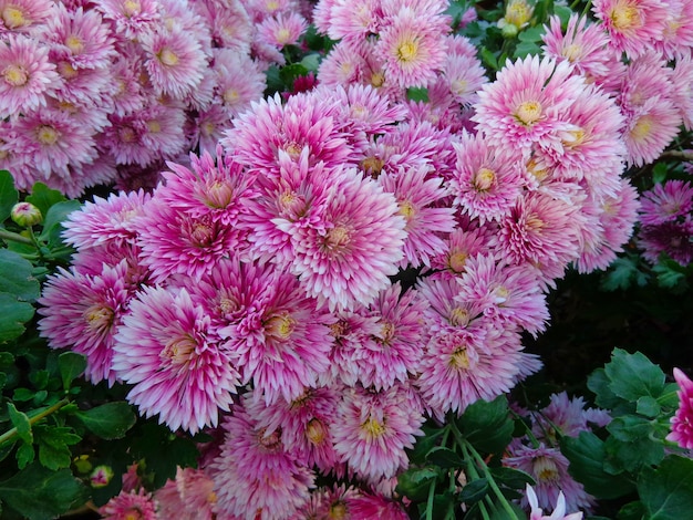 Foto schöne rosa chrysantheme blumen draufsicht