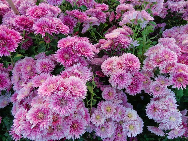 schöne rosa Chrysantheme Blumen Draufsicht