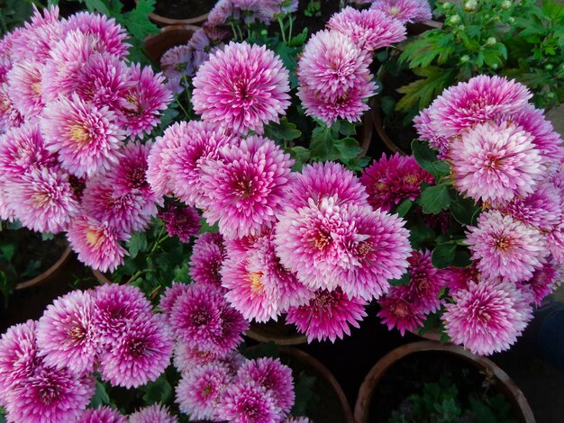 Foto schöne rosa chrysantheme blumen draufsicht