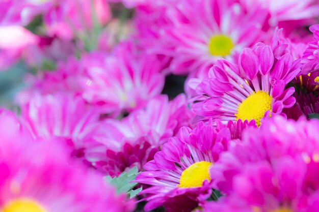 Schöne rosa Chrysanthemenblume der Nahaufnahme