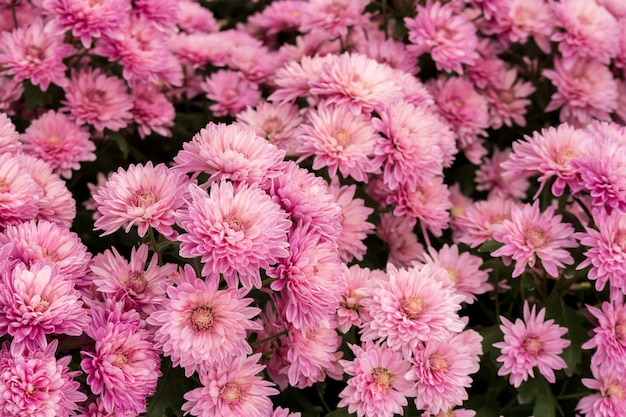 Schöne rosa Chrysanthemenblume für Naturhintergrund.