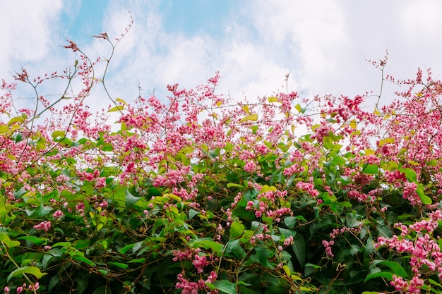 Schöne rosa Coral Rebe oder mexikanischer Kriechpflanze oder Liebeskette blüht