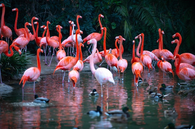 Schöne rosa Flamingoherde aus rosa Flamingos in einem Teich Flamingos oder Flamingos sind eine Art Wadi