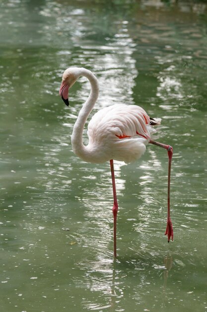 Schöne rosa Flamingos mit Schnabel und losen Flügeln