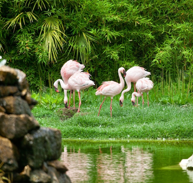 Schöne rosa Flamingos