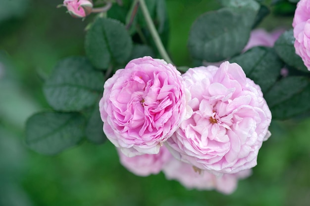 Schöne rosa frische Gartenrosen im Garten