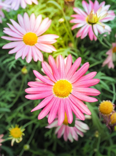 Schöne rosa Gänseblümchen-Blume im Sonnenlicht.