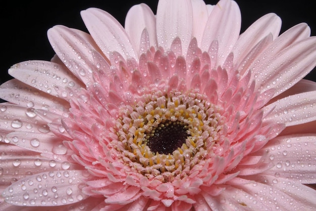 Schöne rosa Gerbera-Blume auf schwarzem Hintergrund