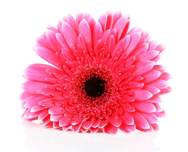 Schöne rosa Gerbera-Blume isoliert auf weiß