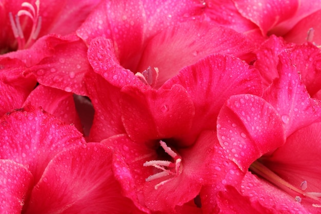 Schöne rosa Gladiole, Nahaufnahme