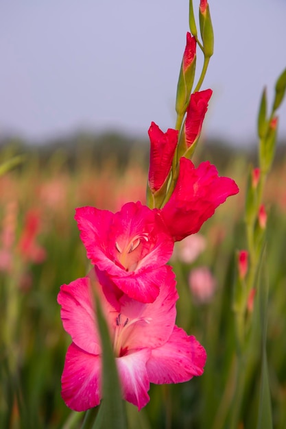 Schöne rosa Gladiolusblumen auf dem Feld Selektiver Fokus