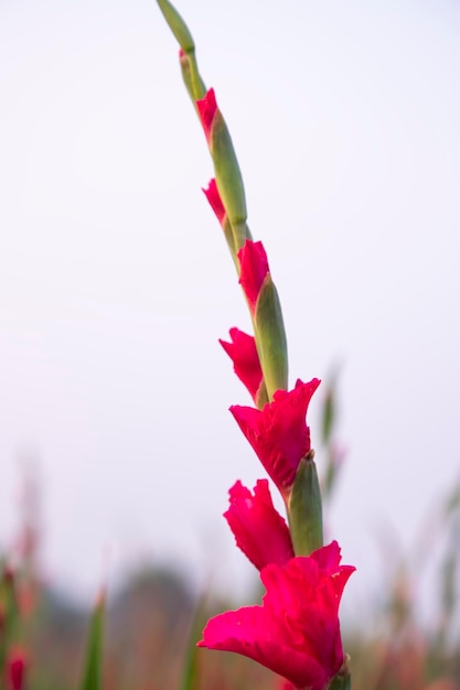 Schöne rosa Gladiolusblumen auf dem Feld Selektiver Fokus