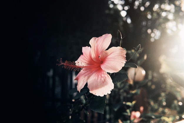 Schöne rosa Hibiskusblüte im Park