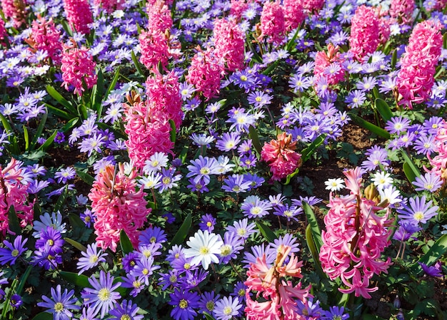 Schöne rosa Hyazinthen und blaue Blumen im Frühling
