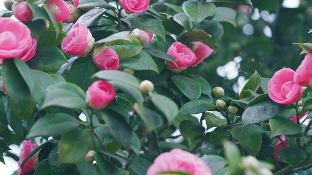 Schöne rosa Kamelien blühen in einem Garten von Februar bis April