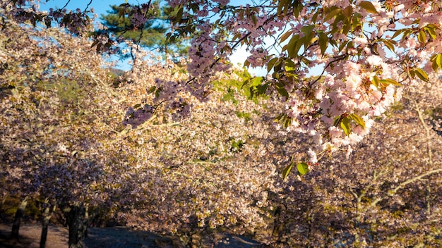 Schöne rosa Kirschbäume blühen extravagant eine Naturszene. Frühlingslandschaft der japanischen Landschaft mit erstaunlichen Sakura-Blüten verzweigen sich im Park von Nara.