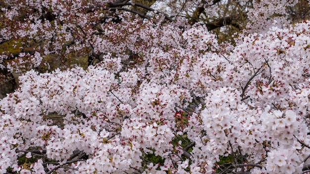 Schöne rosa Kirschbäume blühen extravagant eine Naturszene. Frühlingslandschaft der japanischen Landschaft mit erstaunlichen Sakura-Blüten verzweigen sich im Park von Tokio.