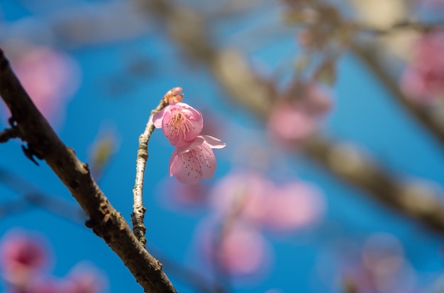 Schöne rosa Kirschblüte auf blauem Himmel