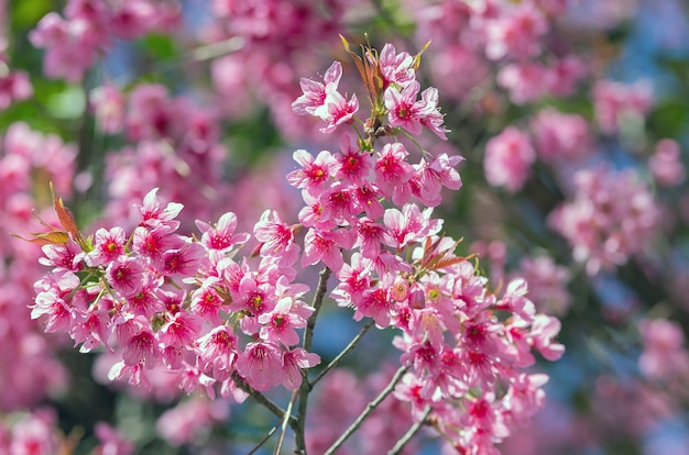 Schöne rosa Kirschblüte auf blauem Himmel