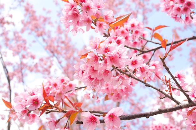 Schöne rosa Kirschblüte-Blume, wilde Jahreszeit der Himalajakirschblüten im Frühjahr