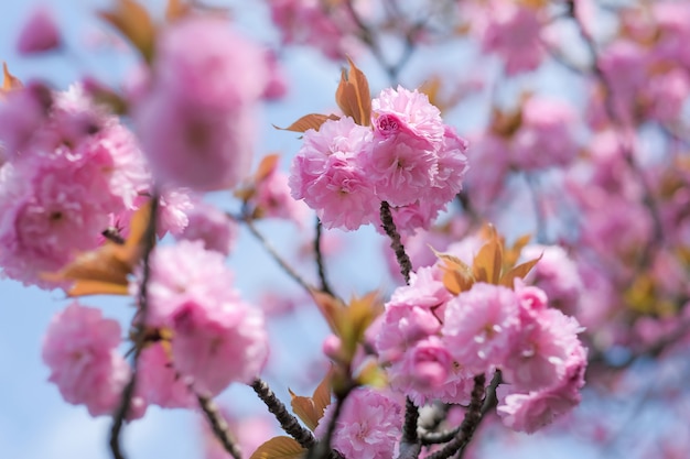 Schöne rosa Kirschblüte oder Kirschblüte, die im Garten blüht