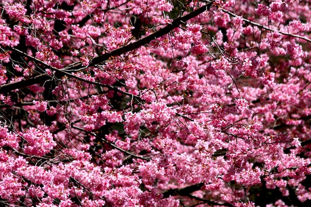 Schöne rosa Kirschblüten in voller Blüte