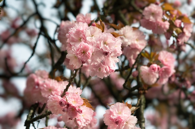 Schöne rosa Kirschblüten