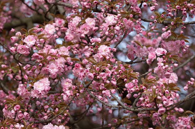 Schöne rosa Kirschblüten