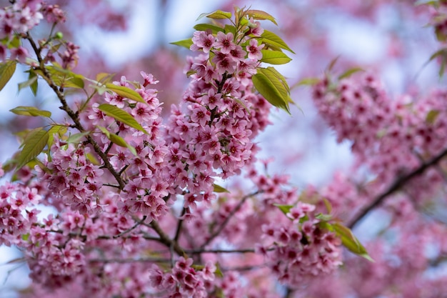 Schöne rosa Kirschblütenblumen (thailändische Kirschblüte), die in der Wintersaison blühen