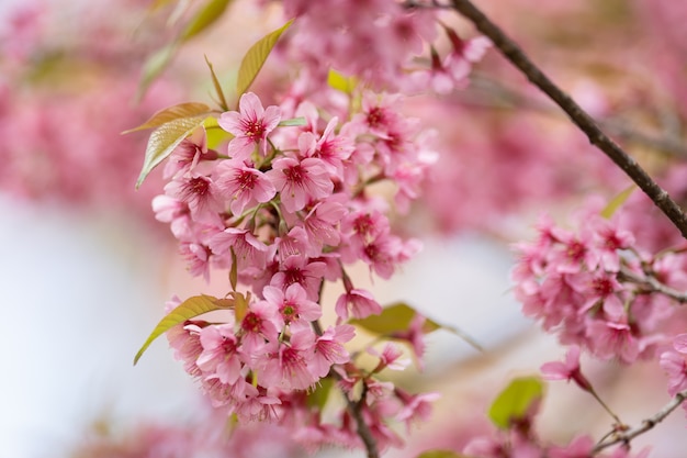 Schöne rosa Kirschblütenblumen (thailändische Kirschblüte), die in der Wintersaison blühen