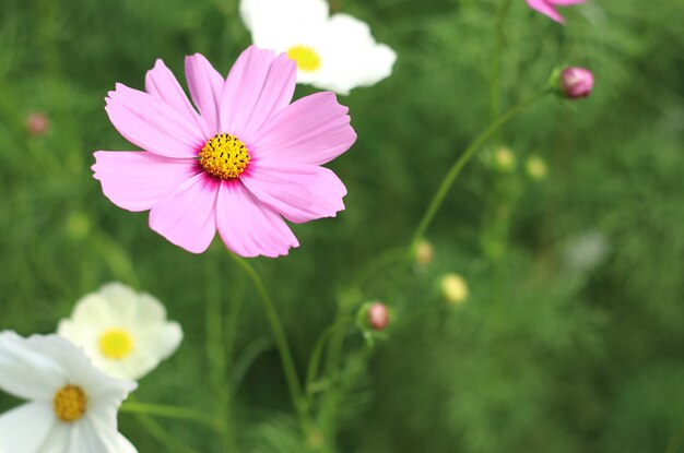 Schöne rosa Kosmosblume, die blüht