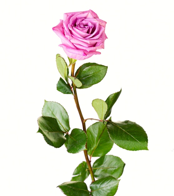 Schöne rosa lila Rose mit langem Stiel isoliert auf weißem Hintergrund.