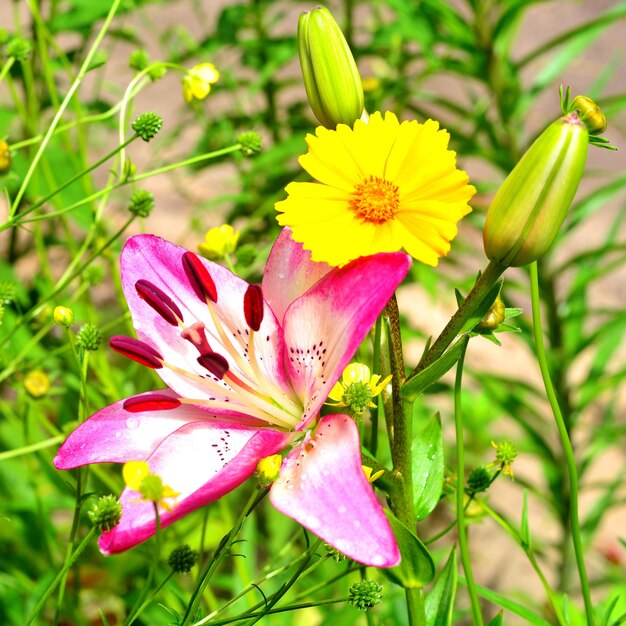 Schöne rosa Lilie und gelbe Kamille blüht Nahaufnahme auf einem weichen grünen Hintergrund draußen im Garten. Frühling, Natur. Flache Lage, Ansicht von oben