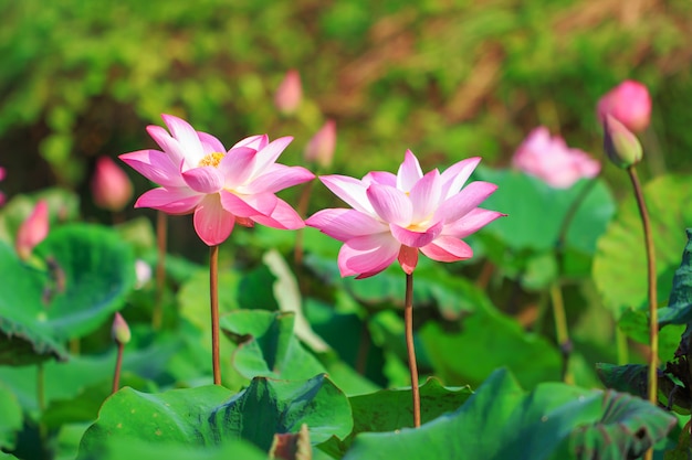 Schöne rosa Lotosblume beim Blühen