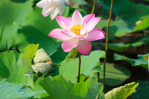 Schöne rosa Lotosblume beim Blühen