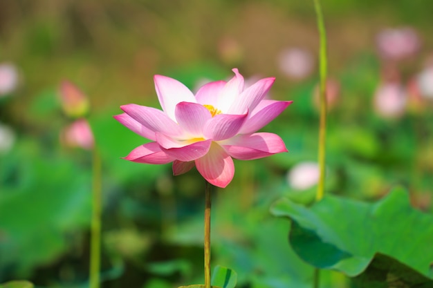 Schöne rosa Lotosblume beim Blühen