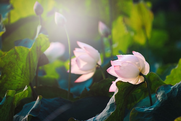 Schöne rosa Lotosblume der Nahaufnahme im Teich.