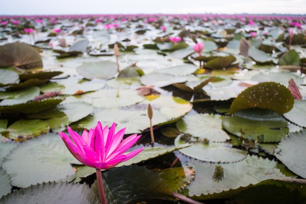 Schöne rosa Lotosblumen im See