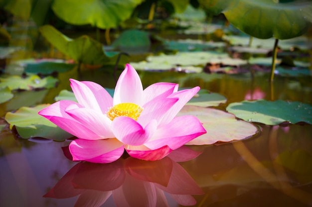 Schöne rosa lotus-blume mit grün verlässt in der natur
