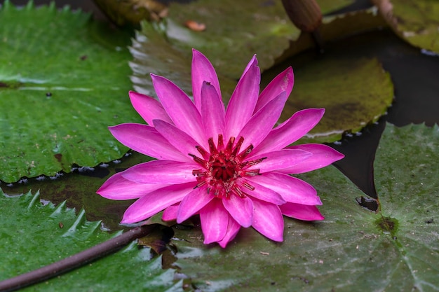 Schöne rosa Lotus-Wasserpflanze in einem Teich in der tropischen Garteninsel Bali Indonesien