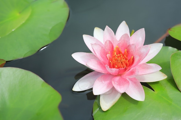 Schöne rosa Lotusblume im Teich, in der Nahaufnahme Seerose und im Blatt in der Natur.