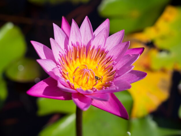 Schöne rosa Lotusblume in der Natur für Hintergrund