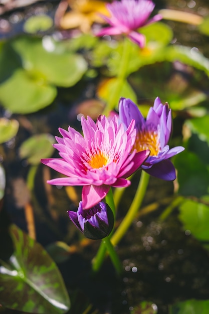 schöne rosa Lotusblume.