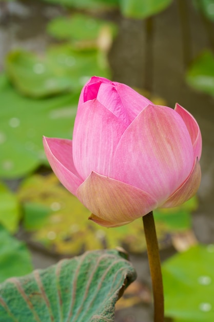 schöne rosa Lotusknospen