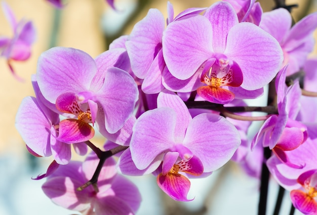 Schöne rosa-magentafarbene Orchideenblumen sammeln sich auf Schnee