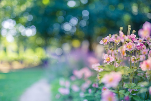 Schöne rosa orangefarbene Blumen im Waldparkgarten. Herbstnahaufnahme der Weinlesenatur im Freien