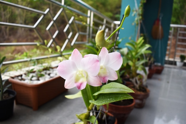 Schöne rosa Orchidee im Garten Dendrobium luftiger Pfirsich ist verschieden von Orchideen aus Asien