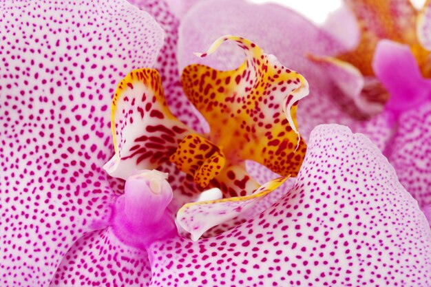 Foto schöne rosa orchidee in der nähe