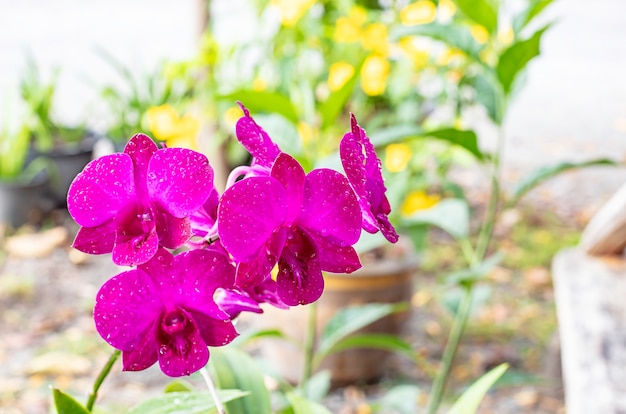 Schöne rosa Orchideenblumen im Garten.